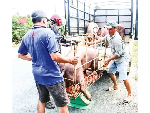 Ngăn chặn nhập lậu gia súc và gia cầm