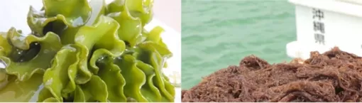 Nâng cao hệ miễn dịch với Fucoidan phân tử cao