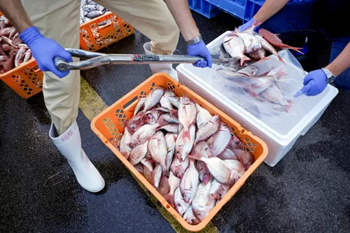 Mỹ mua hải sản “giúp” Nhật Bản