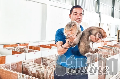 Cơ hội gia tăng thu nhập từ các loại vật nuôi nhẹ chi phí