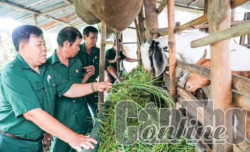 Cựu chiến binh giúp nhau làm kinh tế