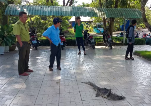 Kiên Giang: Bắt thêm 1 con cá sấu sổng chuồng ở Công viên văn hóa An Hòa
