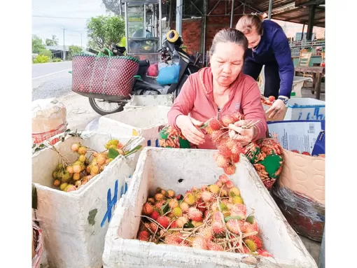 Chôm chôm tăng giá mạnh