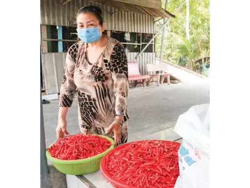 Giá ớt ở mức cao