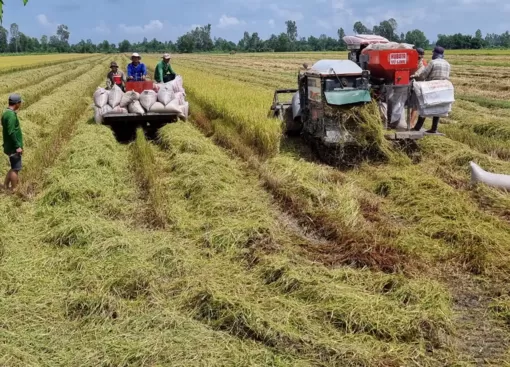 Cần Thơ thu hoạch dứt điểm 68.231ha lúa vụ thu đông