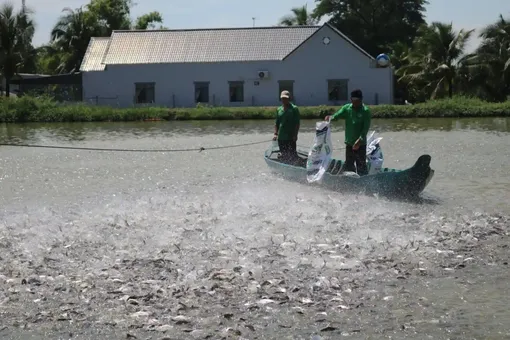 Ông Tám Đậu nuôi cá tra làm giàu, lập quỹ từ thiện giúp người nghèo