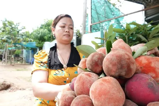 Thu nhập khá nhờ nghề ươm cây, bán trái hồng nhung