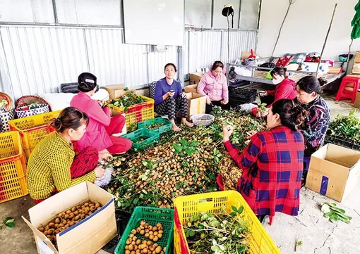 Phối hợp đảm bảo an toàn thực phẩm và nâng cao chất lượng nông sản