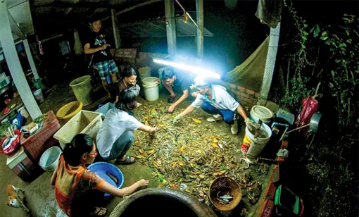 Con tôm rừng và GIAHS