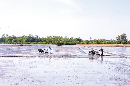 Để vụ lúa đông xuân đạt hiệu quả