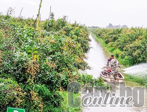 Cần Thơ đẩy mạnh sản xuất trái cây xuất khẩu