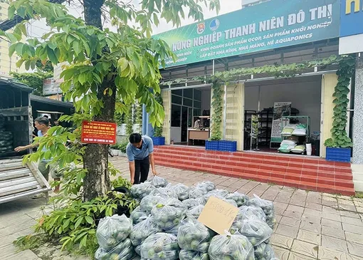 Hỗ trợ tiêu thụ 1,5-2 tấn cam sành mỗi ngày