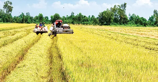 Liên kết để hài hòa lợi ích trong chuỗi giá trị lúa gạo