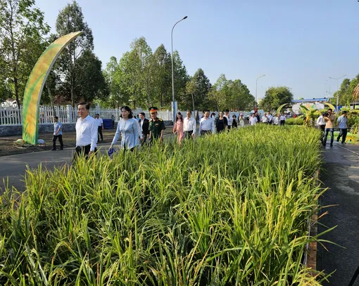 Khai mạc triển lãm con đường lúa gạo Việt Nam tại Hậu Giang