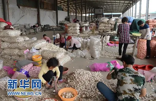 Nghị sĩ Mỹ cảnh báo “tỏi thải” nhập từ Trung Quốc