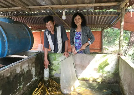 Khấm khá nhờ nuôi lươn