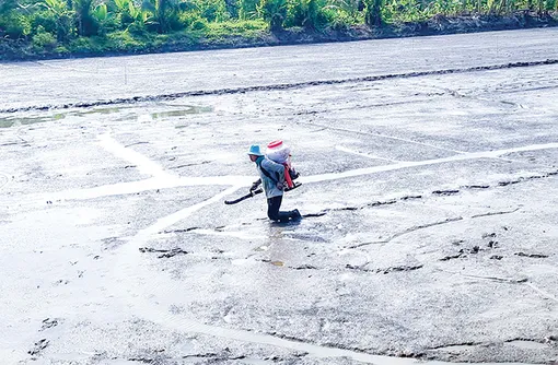 Cần Thơ đã xuống giống lúa vụ đông xuân đạt 101% so với kế hoạch