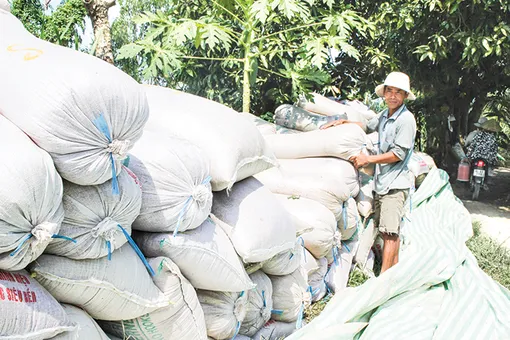 Giá lúa ở mức cao