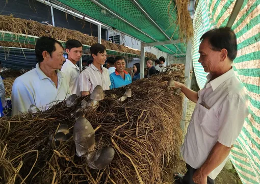 Hỗ trợ, hướng dẫn nông dân phát triển mô hình trồng nấm rơm