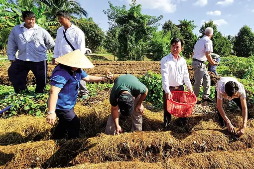 Giá nấm rơm tăng cao, xoài Ðài Loan giảm giá