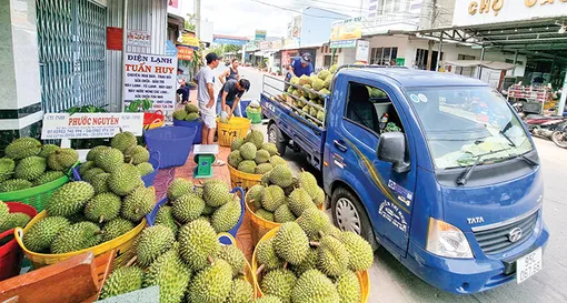 Giá trái sầu riêng tăng