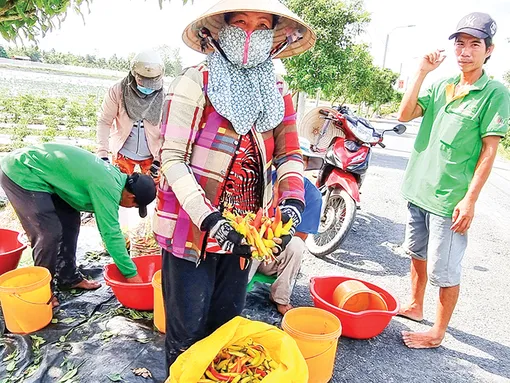 Giá ớt sừng vàng giảm mạnh