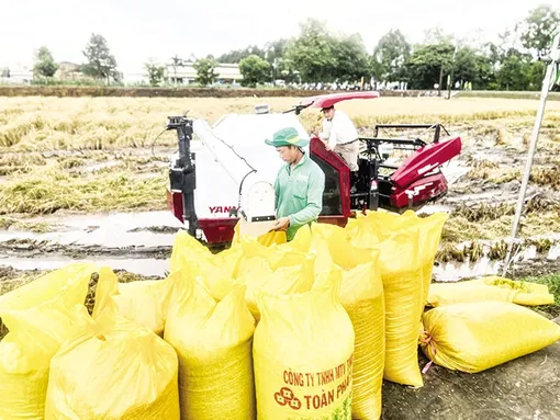 Gắn kết, xây dựng ngành hàng lúa gạo bền vững hơn, xanh hơn, trách nhiệm hơn