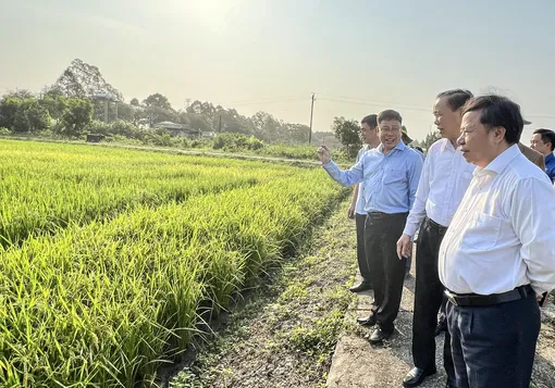 Gắn kết, xây dựng ngành hàng lúa gạo bền vững hơn, xanh hơn, trách nhiệm hơn<br>Bài cuối: Thay đổi tư duy, tạo giá trị gia tăng cho chuỗi ngành hàng