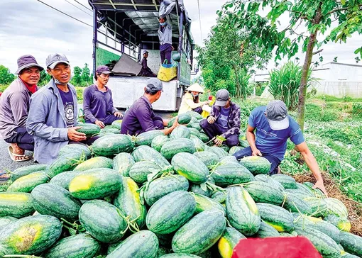 Dưa hấu giảm giá, giá cam sành khởi sắc