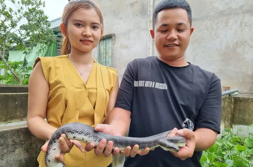 Mô hình nuôi rắn ri cá cho thu nhập cao