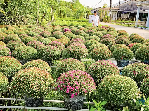 Nông dân kỳ vọng vụ mùa hoa kiểng Tết