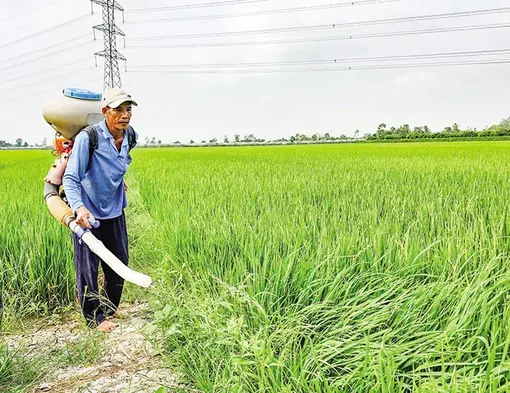 Triển vọng lúa đông xuân bán được giá cao