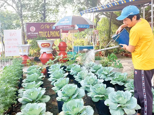 Bắp cải “lên đời” thành kiểng chơi Tết