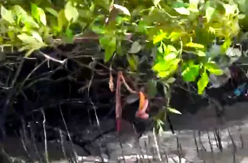 Cà Mau: 3 người mất tích sau tiếng nổ lớn trên sông