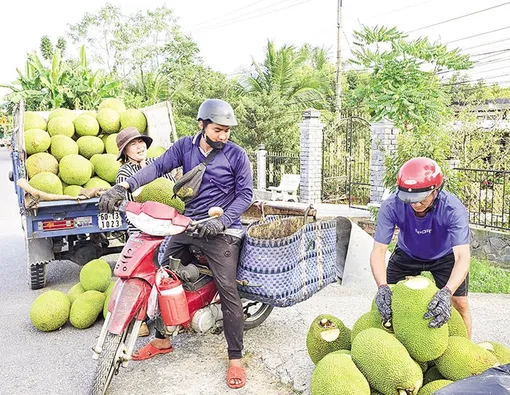 Mít tiếp tục tăng giá, giá sầu riêng Thái tăng cao, giá nhiều loại mận giảm