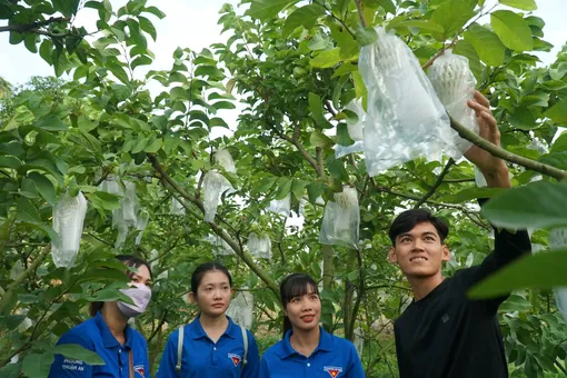 Trồng na Thái thu nhập cao