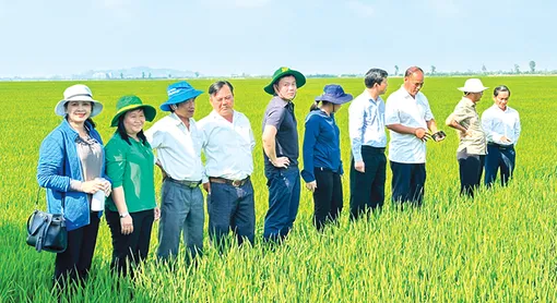 Nhiều giải pháp tăng cường bảo vệ lúa đông xuân