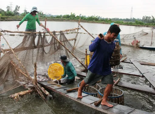 Giá cả thị trường