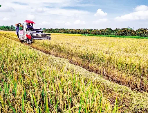 Hỗ trợ nông dân nâng cao hiệu quả trồng lúa, phát thải thấp