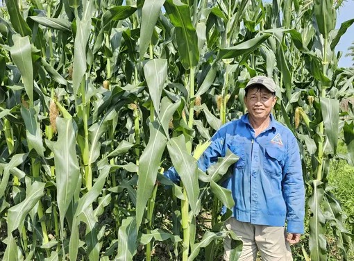 Đa dạng rau màu, trái cây phục vụ Tết Nguyên đán