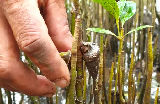 Nuôi "ốc leo cây"