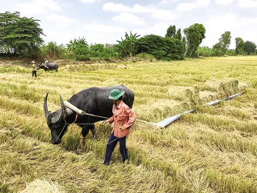 Mấy phong tục dân dã ngày Tết