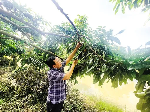 Giúp nhau làm giàu từ cây nhãn
