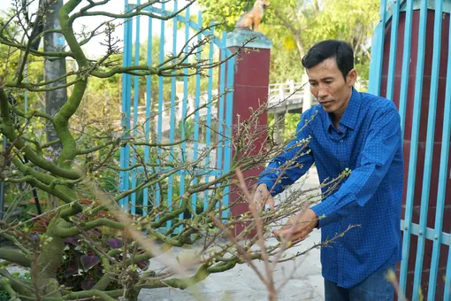 Thỏa niềm đam mê với nghề trồng mai 