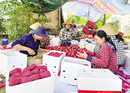 Ða dạng hóa sản xuất và nâng cao hiệu quả trồng trọt