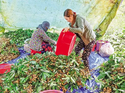Nhãn tăng giá, giá heo hơi khởi sắc, giá phân bón tăng