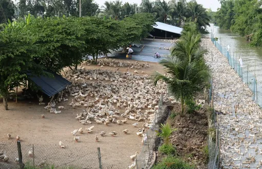 Cần Thơ triển khai thực hiện tiêm vaccine phòng bệnh cúm gia cầm