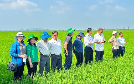 Thường xuyên thăm đồng, bảo vệ lúa đông xuân