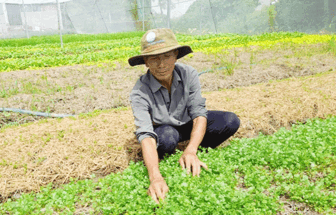 ប្រ​សិទ្ធ​ភាព​ពី​ទម្រង់​ដាំ​បន្លែ​ក្នុង​ផ្ទះ​សំ​ណាញ់