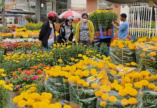 Sức mua yếu, hoa kiểng Tết giảm giá